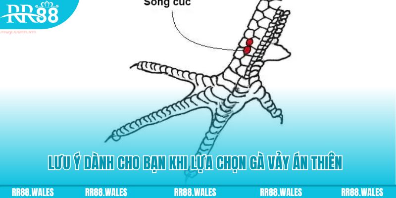 ray bet how to play roulette at casino