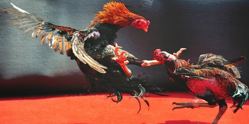 ray bet đăng nhập nổ hũ số 1