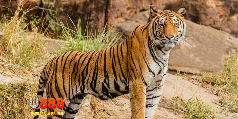 ray bet ban ca vip online