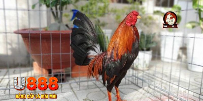 ray bet tải nổ hũ trên máy tính