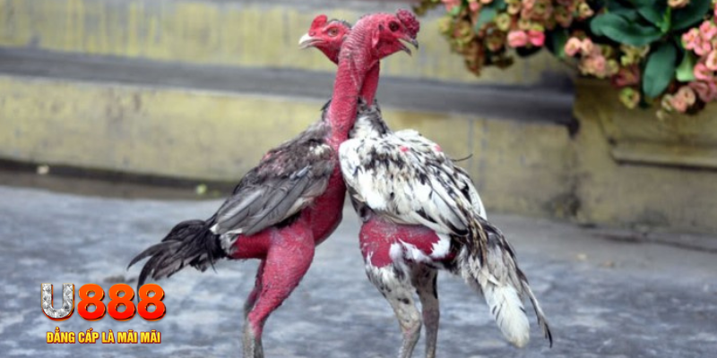 ray bet bàn cầu điểm số tay trước trong baccarat là gì