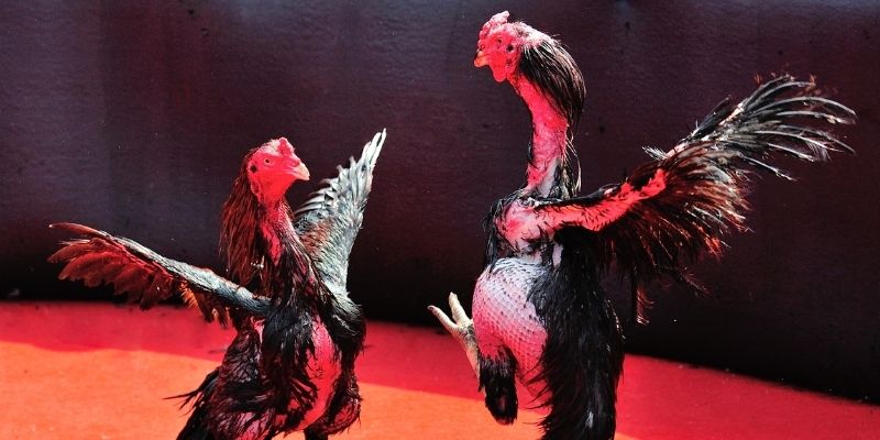 ray bet Spribe Điện Tử